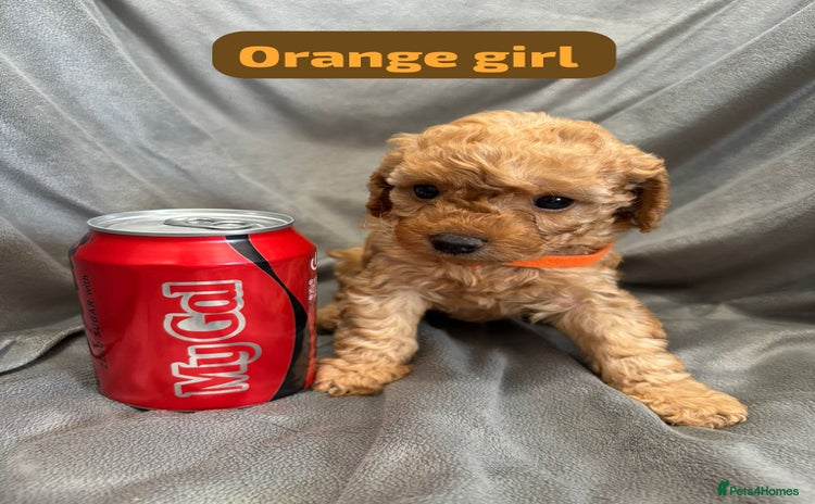 Cavapoochon dogs - Advert 1