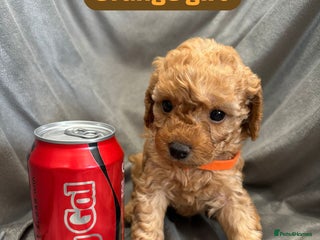 Cavapoochon dogs - Advert 3