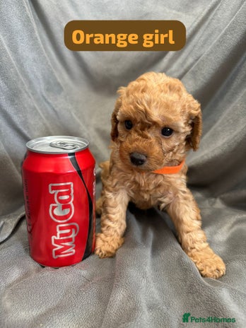 Cavapoochon dogs - Advert 1