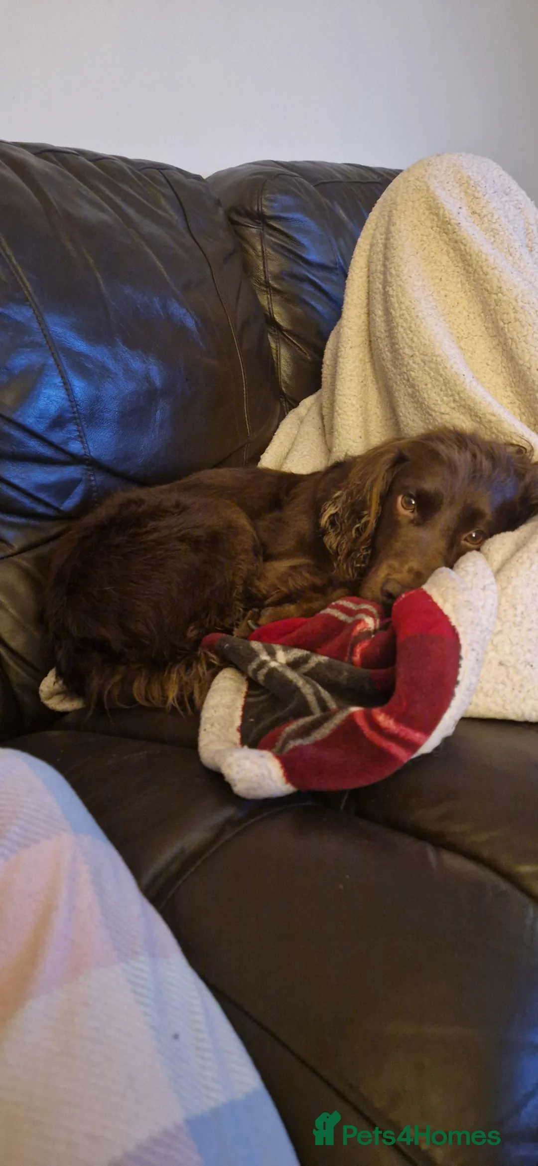 Cocker Spaniel dogs for stud: Working Cocker Stud - Advert 2