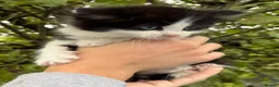 Mixed Breed cats for sale: Gorgeous kittens in Brierley Hill - Advert 4