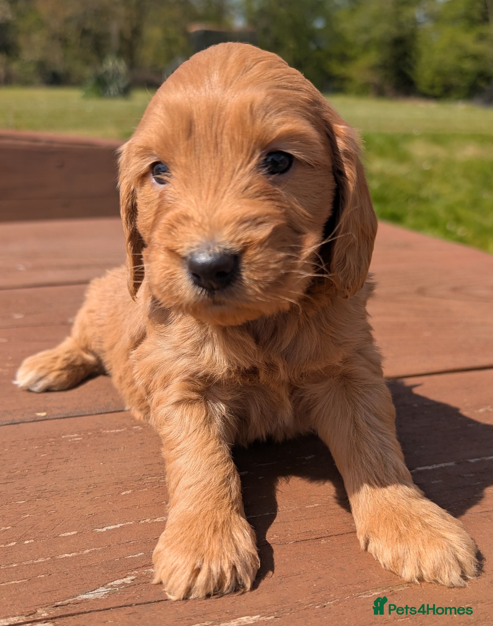 Cockapoo dogs Quality F1 Cockapoo puppies, Health tested parents - Advert 2