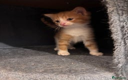 Domestic Shorthair cats for sale: Kittens - Image 5