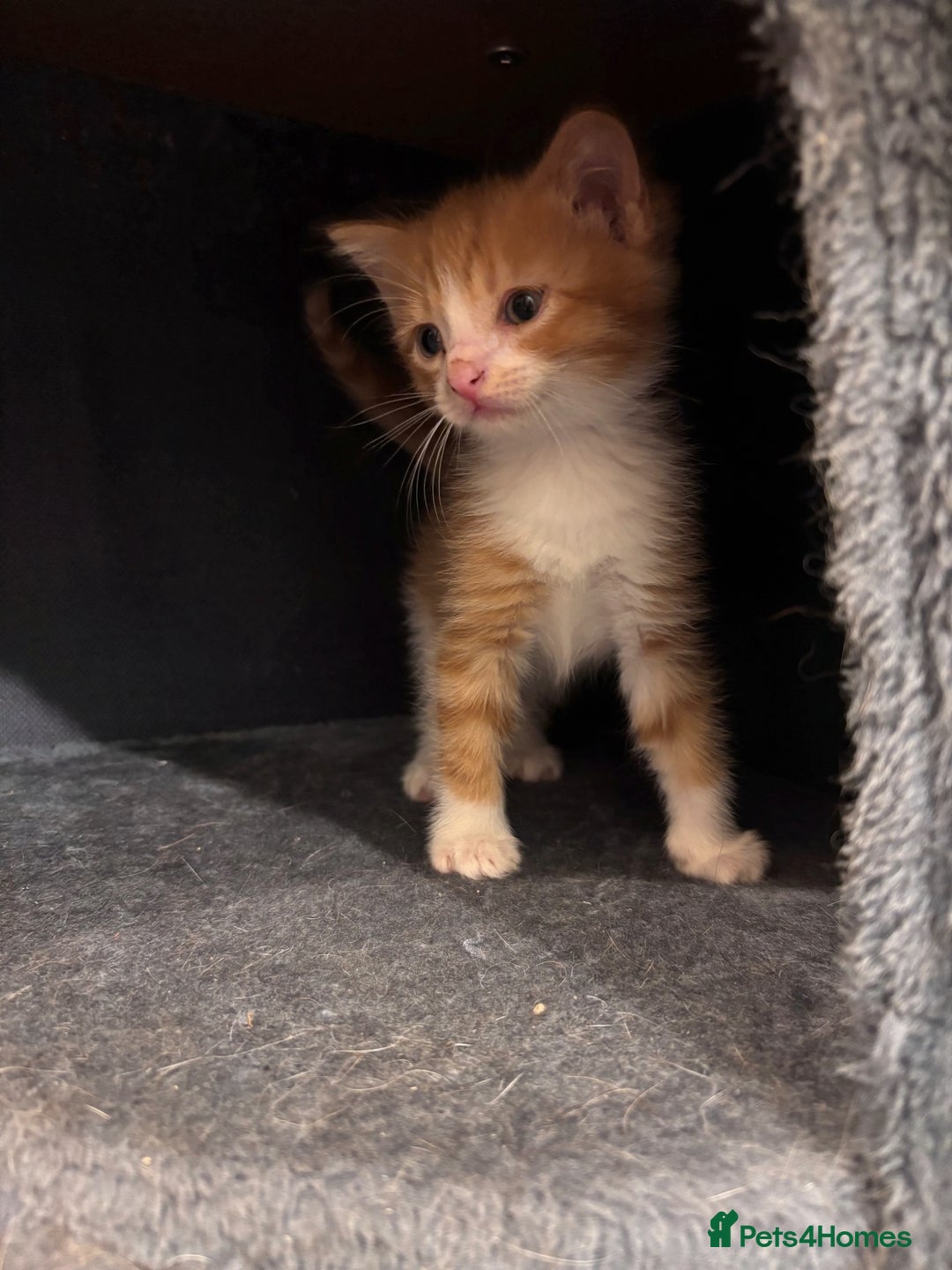 Domestic Shorthair cats for sale: Kittens - Image 5