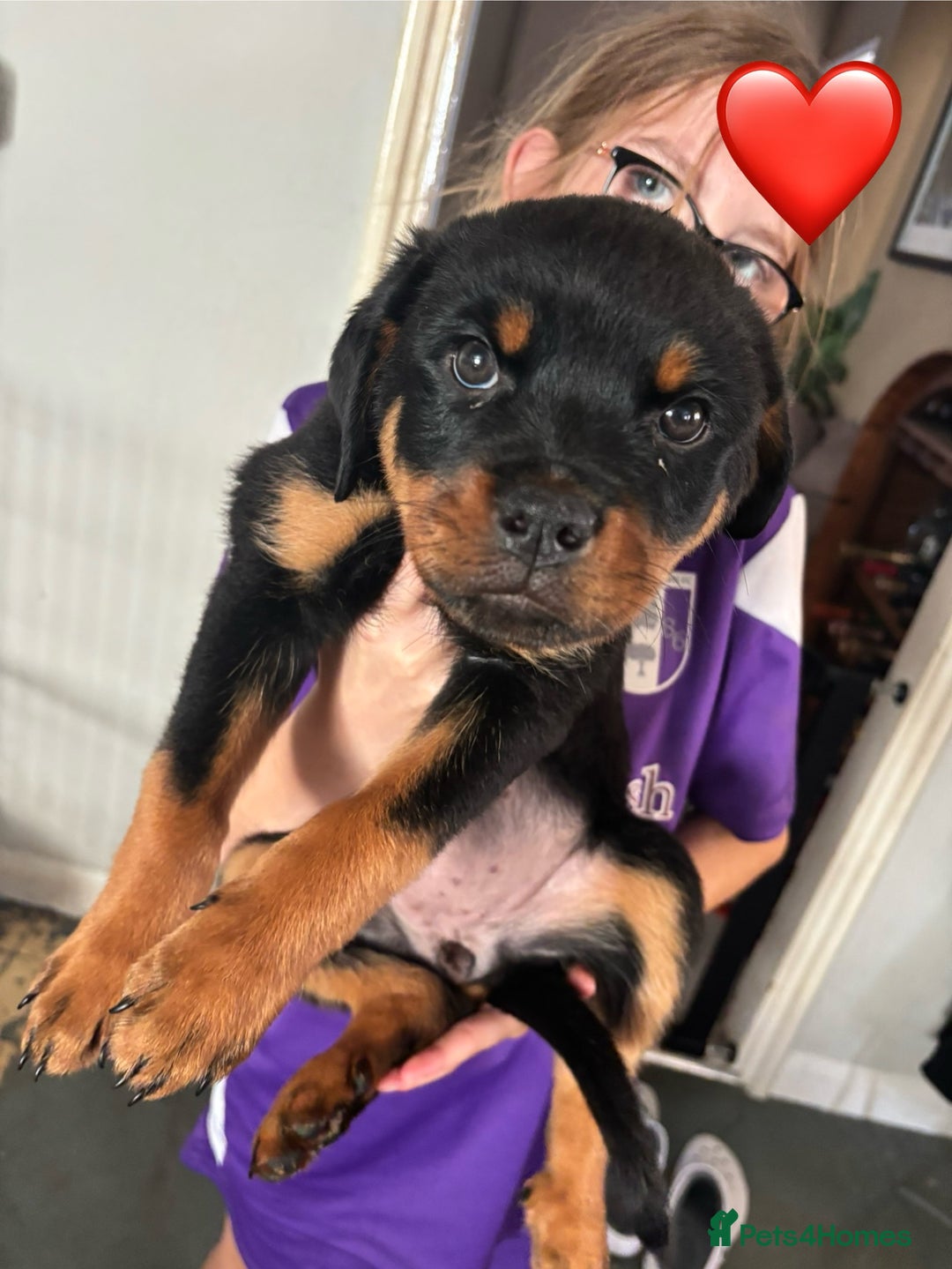 Rottweiler dogs for sale:  Rottweiler Puppies - READY NOW! 2 LEFT!  - Image 29