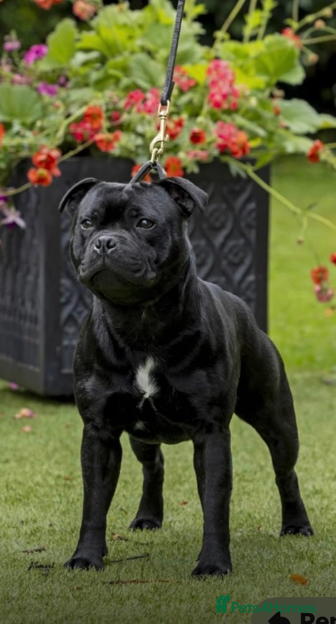 Staffordshire Bull Terrier dogs for sale: Pure blue staffy puppies ready to go - Image 14
