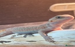 Bearded Dragon reptiles for sale: Bearded dragons  babies  - Image 35