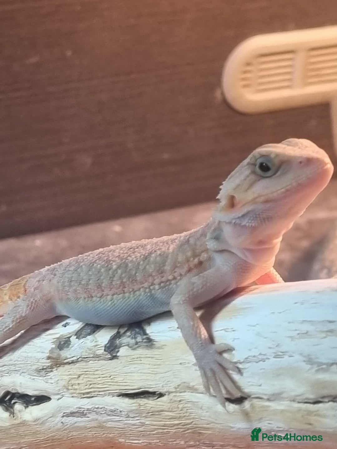 Bearded Dragon reptiles for sale: Bearded dragons  babies  - Image 35