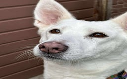 Mixed Breed dogs for adoption: 🌸 Meet Jamilia – Beautiful Inside and Out 🌸 - Advert 1