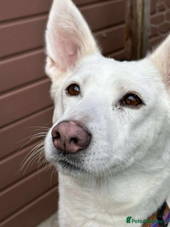 Mixed Breed dogs 🌸 Meet Jamilia – Beautiful Inside and Out 🌸 - Advert 4