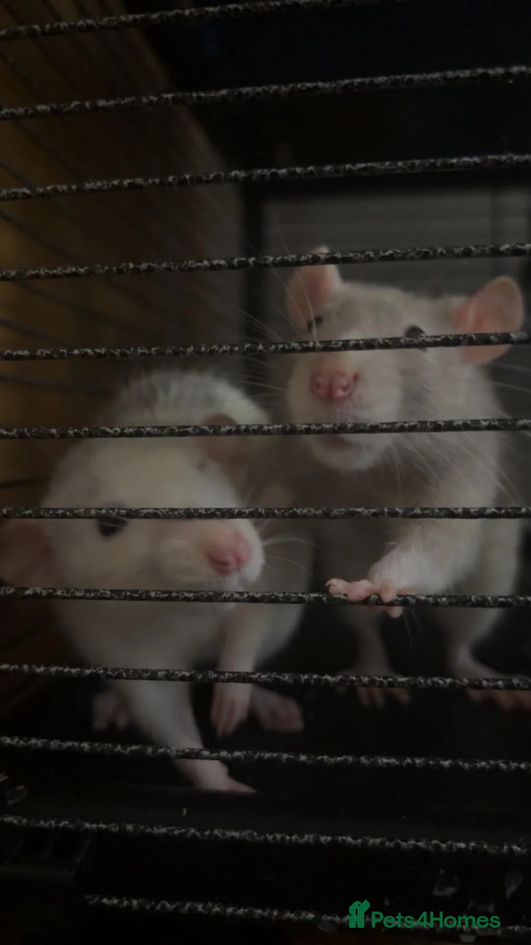 Rat rodents for sale: 2x rats and cage for sale - Advert 10