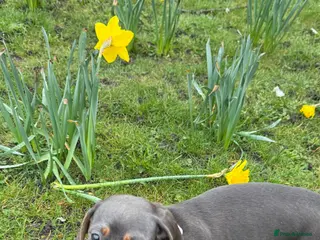 Miniature Dachshund dogs Gorgeous blue and tan girl - Advert 2