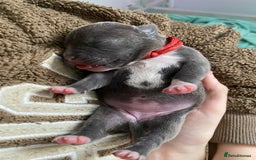 Staffordshire Bull Terrier dogs for sale: For Sale Blue Staffies/ Blue Staffordshire  - Image 13