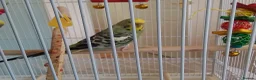 Budgerigars birds for sale: 2 Budgies +cage and accessories  - Advert 3