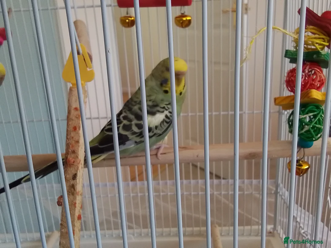 Budgerigars birds for sale: 2 Budgies +cage and accessories  - Advert 3
