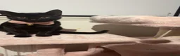 Domestic Shorthair cats for sale: Black shorthair domestic female cat  - Advert 3