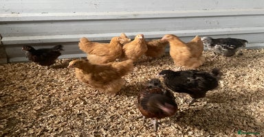 Chickens poultry - Advert 9