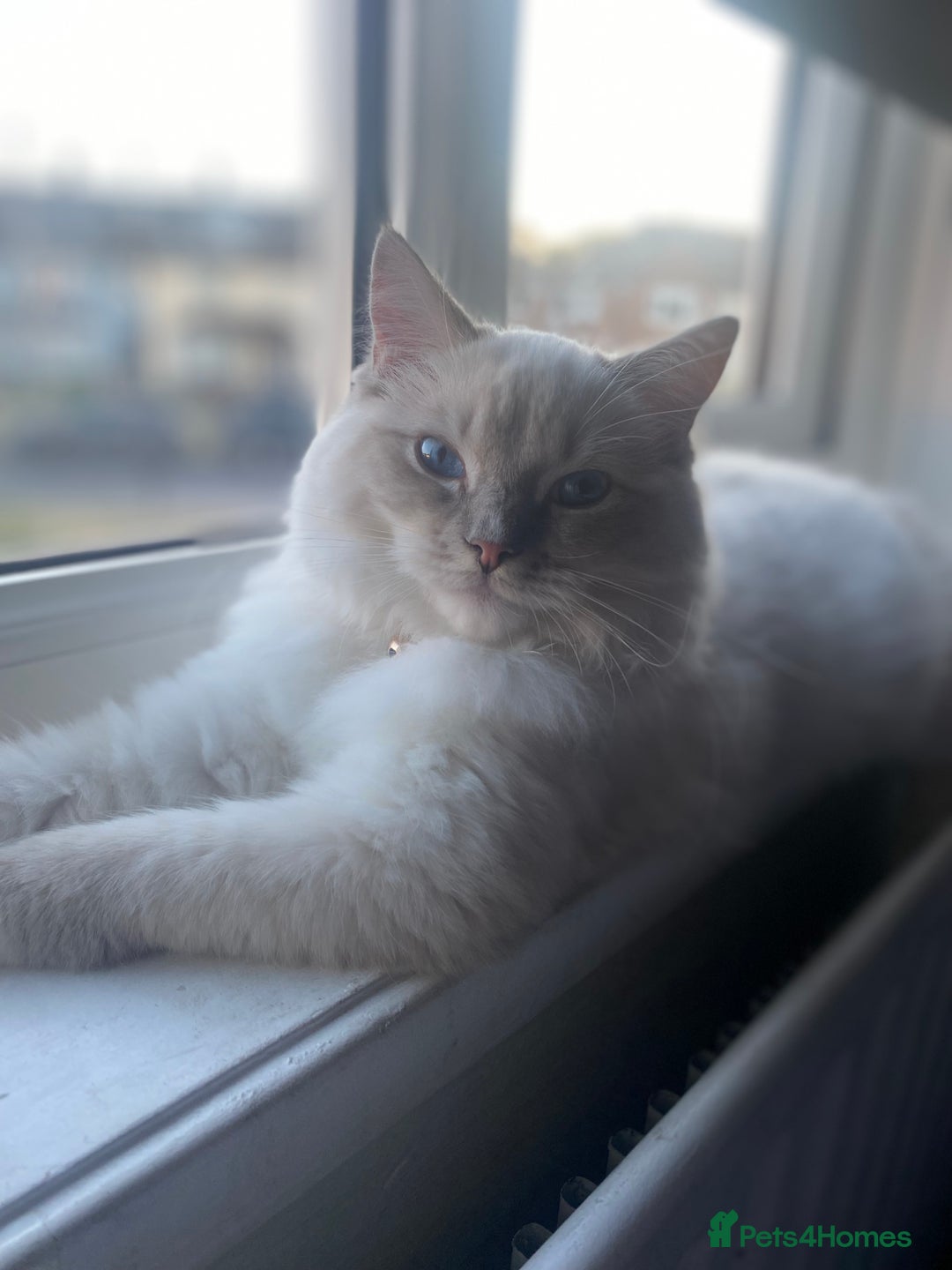 Ragdoll cats for sale: Handsome Male Ragdoll! - Advert 1