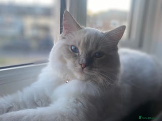 Ragdoll cats for sale: Handsome Male Ragdoll! - Advert 1