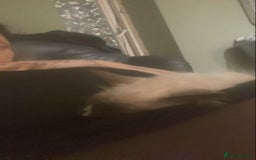 Mixed Breed cats for sale: Kittens - Image 1