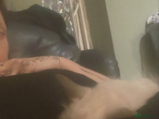 Mixed Breed cats - Advert 2