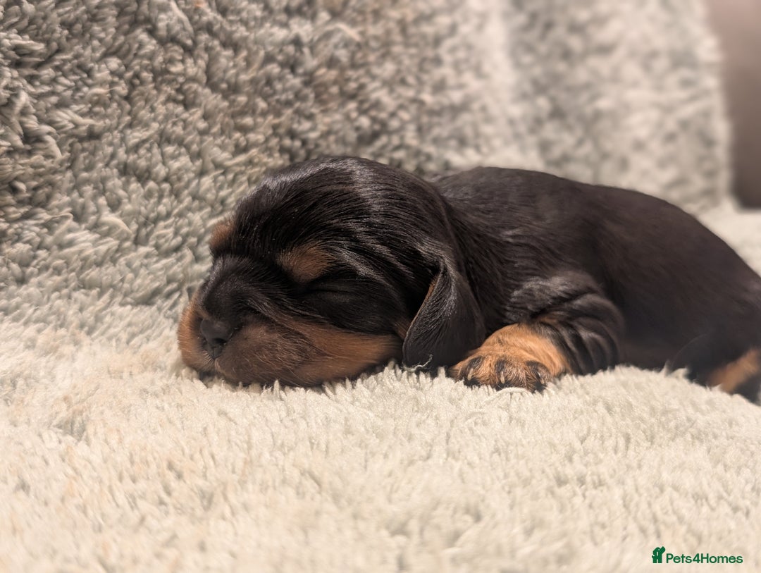 Cavalier King Charles Spaniel dogs for sale: 💖KC Registered Cavalier King Charles Spaniel Pups - Image 4