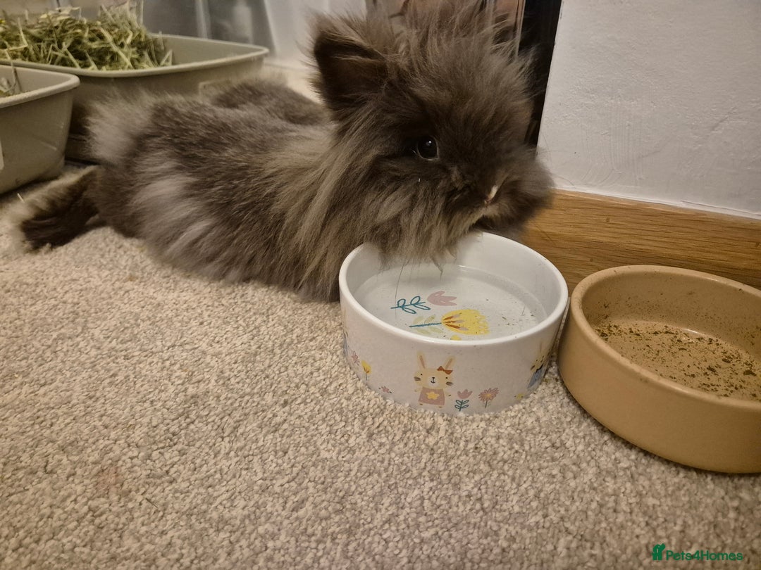 Mixed Breed rabbits for sale: Lionhead/lop rabbits - Advert 8