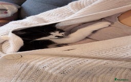 British Shorthair cats for sale: Simba Looking for a New Home - Image 2