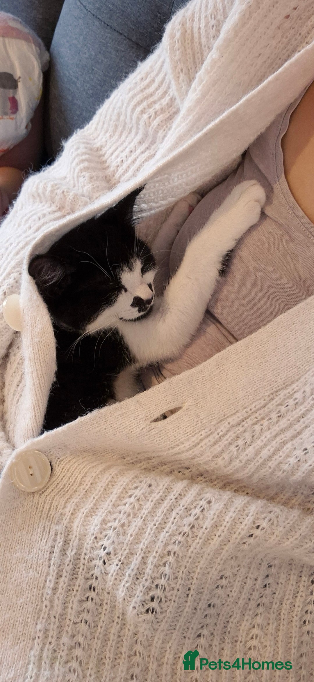 British Shorthair cats for sale: Simba Looking for a New Home - Image 2