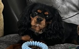 Cavalier King Charles Spaniel dogs for stud: Black & Tan cavalier King Charles spaniel stud  in Ferryhill - Image 6