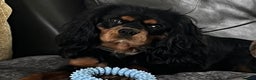 Cavalier King Charles Spaniel dogs for stud: Black & Tan cavalier King Charles spaniel stud  in Ferryhill - Advert 11