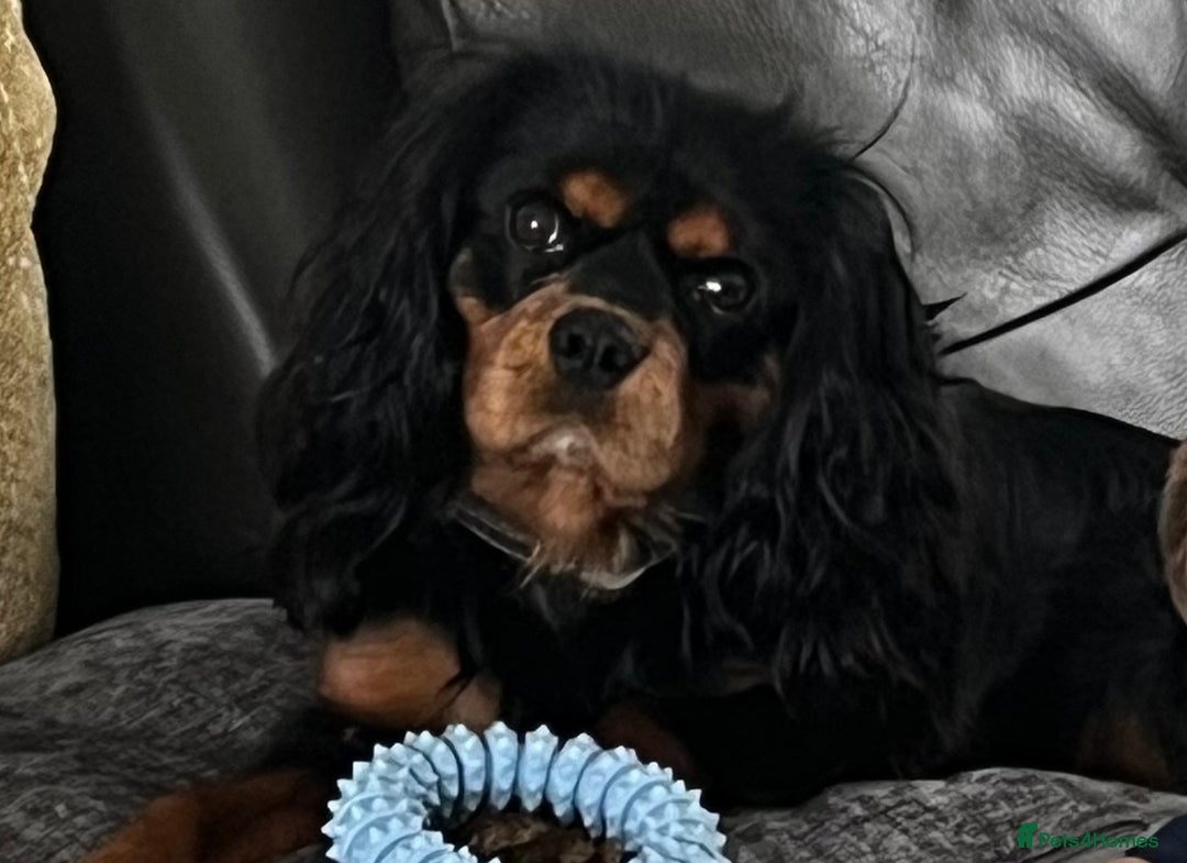 Cavalier King Charles Spaniel dogs for stud: Black & Tan cavalier King Charles spaniel stud  in Ferryhill - Image 6