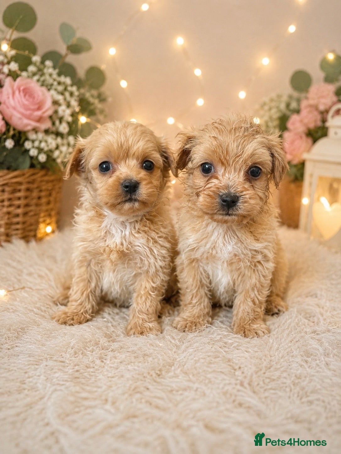 Maltipoo dogs Beautiful Maltipoo puppy’s  - Advert 2