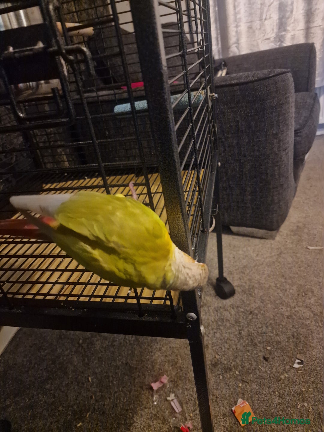 Conures birds for sale: George  - Advert 1