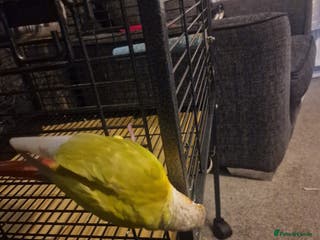 Conures birds George - Advert 1