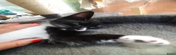 Mixed Breed cats for sale: Beautiful black long hair kittens  in Louth - Advert 10