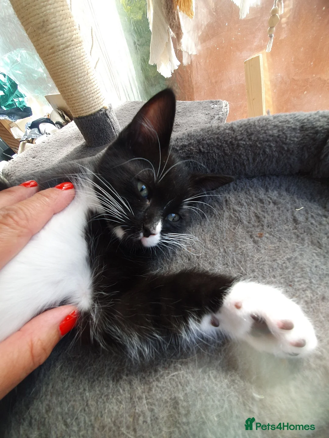 Mixed Breed cats for sale: Beautiful black long hair kittens  in Louth - Advert 10