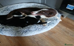 Border Collie dogs for sale: Beautiful border collie puppies  - Image 6