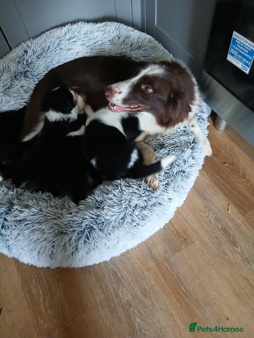 Border Collie dogs for sale: Beautiful border collie puppies  - Image 6