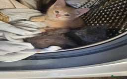 Siberian cats for sale: Siberian kittens - Image 11