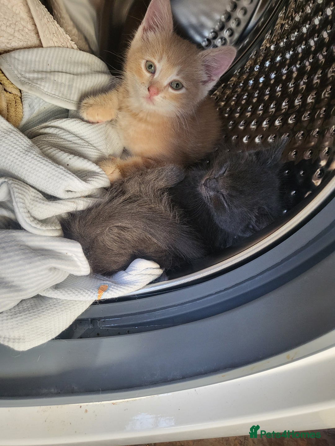 Siberian cats for sale: Siberian kittens - Image 11