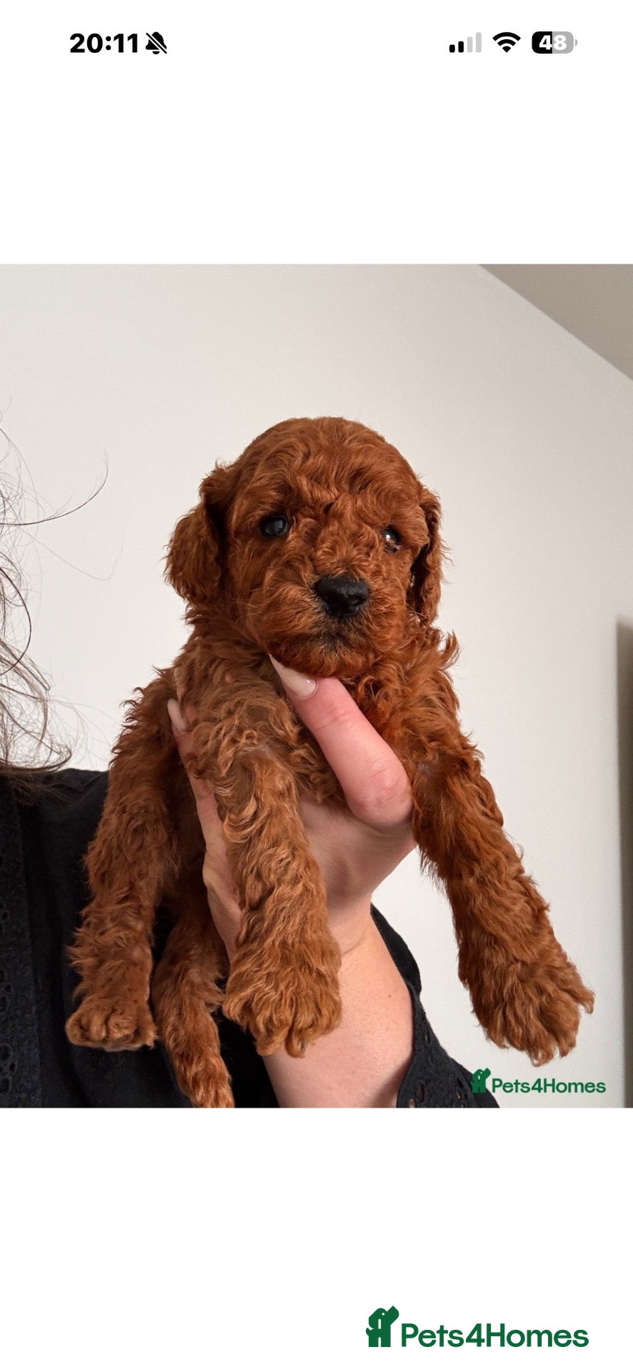 Toy Poodle dogs 3 Tiny Red Toy Poodle Boys | KC Registered ⭐️ - Advert 1