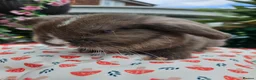 Mini Lop rabbits for sale: Chocolate vm mini lop - Advert 13