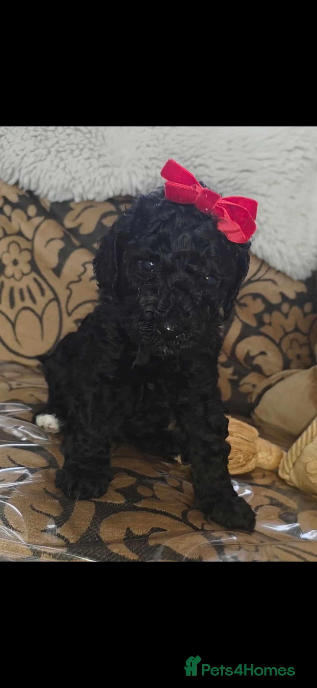 Miniature Poodle dogs for sale: Miniature poodles - Advert 2