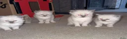 Ragdoll cats for sale: 4 beautiful ragdoll kittens  in Hemel Hempstead - Advert 8