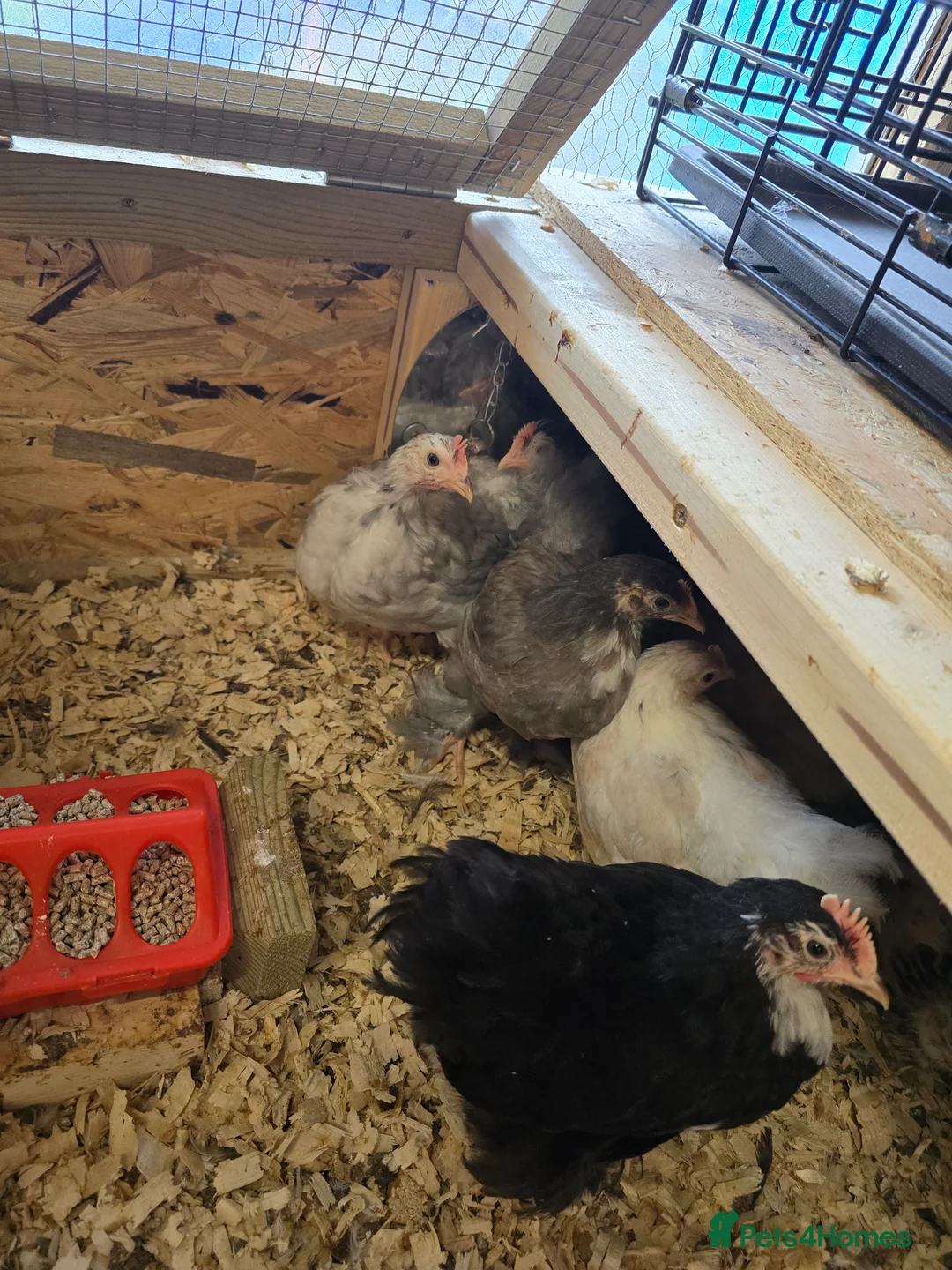 Chickens poultry for sale: PEKINS BANTAMS & QUAIL CELADON pullets & young - Advert 11