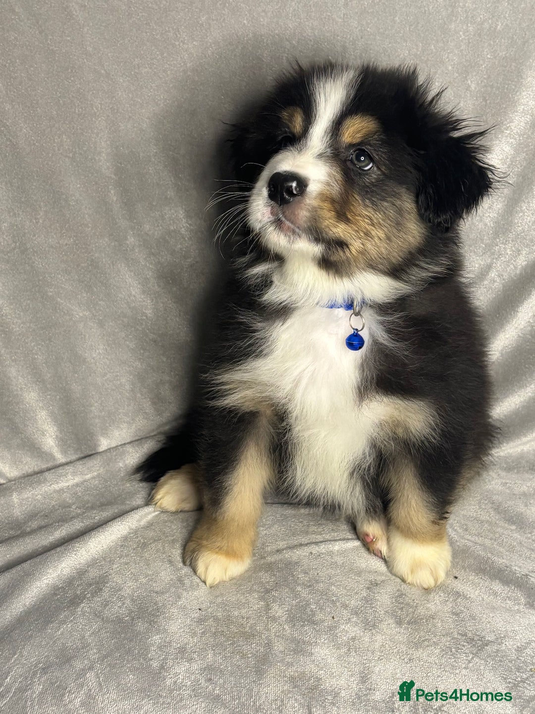 Australian Shepherd dogs for sale: KC registered Australian shepherd puppies  - Advert 34