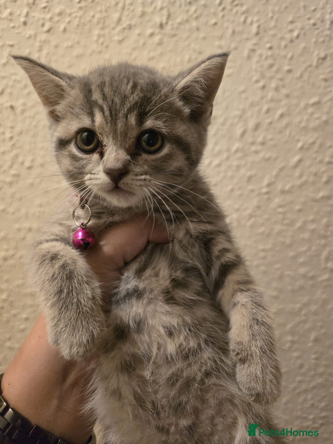 British Shorthair cats for sale: Adorable British kittens. Ready for new home. - Image 19