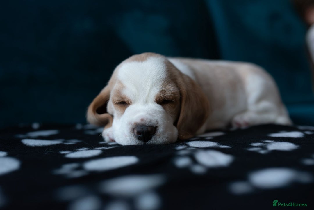 Beagle dogs for sale: Adorable Beagle Puppies for Sale - Advert 12
