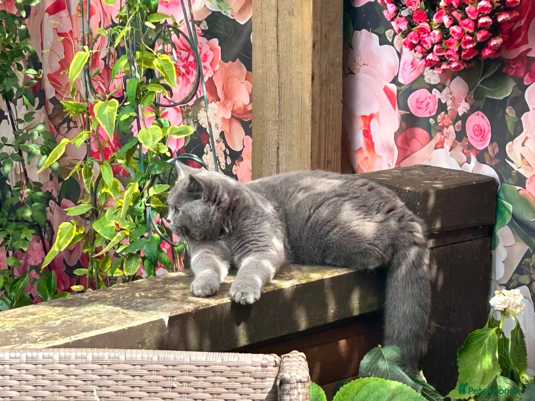 British Shorthair cats for sale: ONE BRITISH SHORTHAIR BLUE MALE AVAILABLE  - Advert 2
